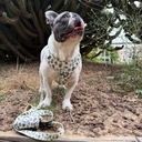 Pack Cactus