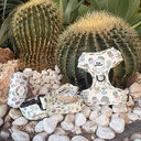 Pack Cactus
