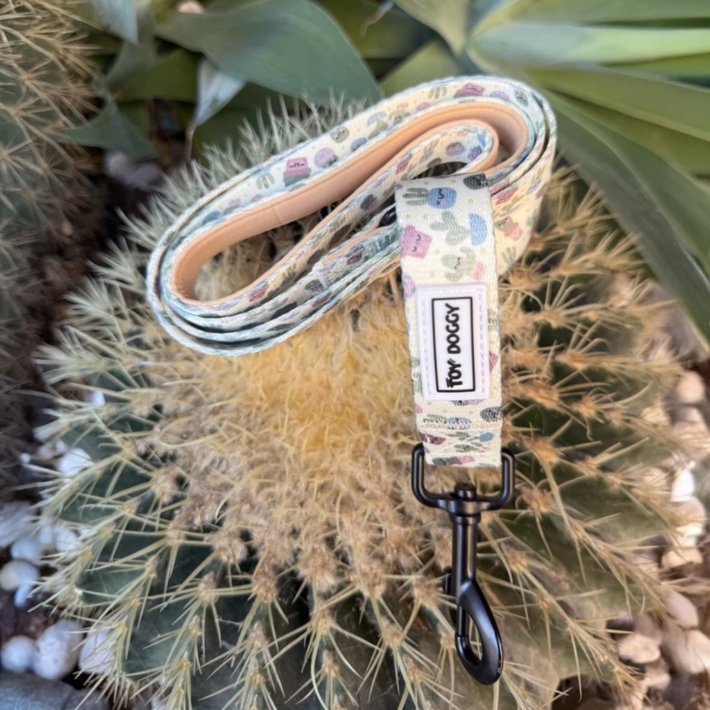Correa Cactus