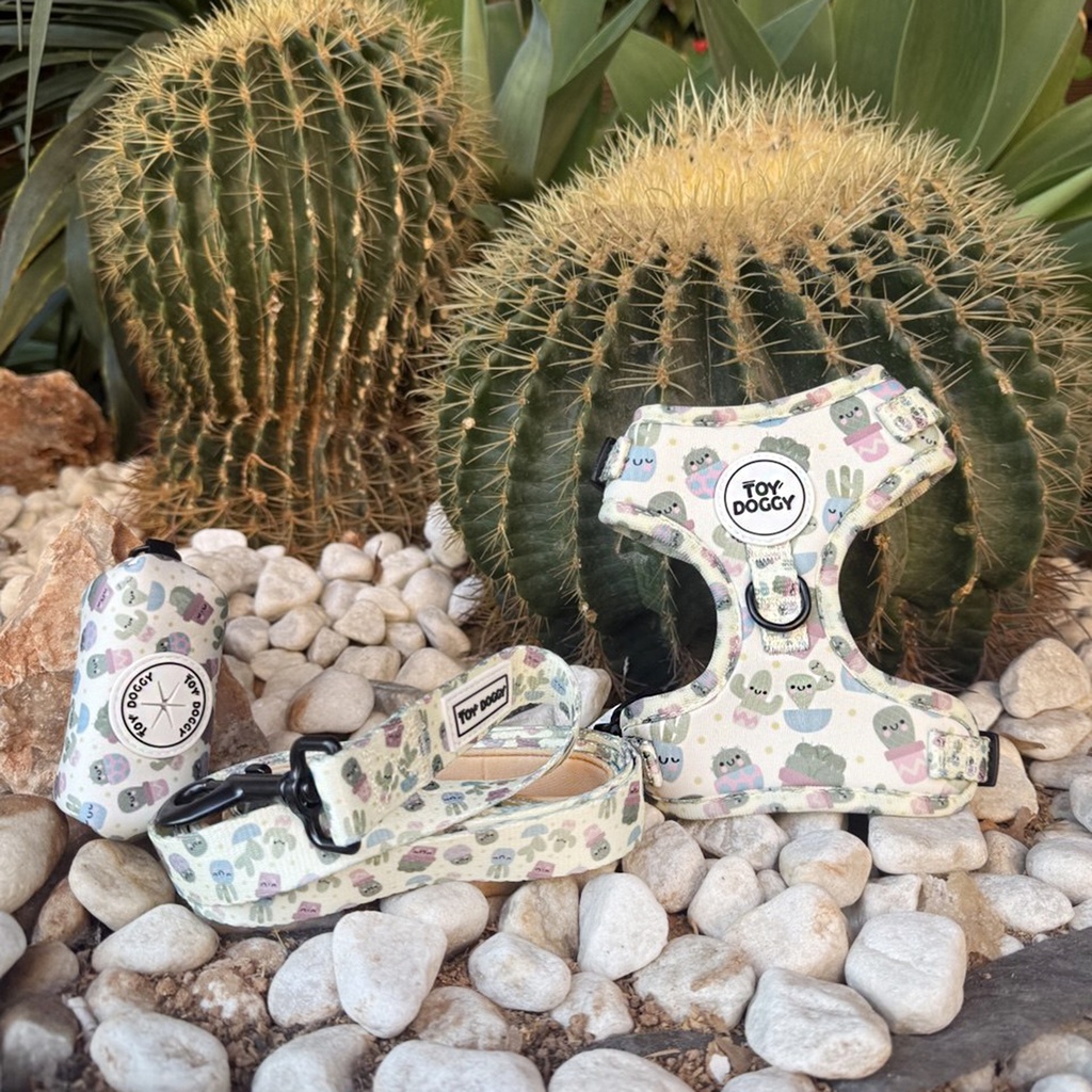 Pack Cactus